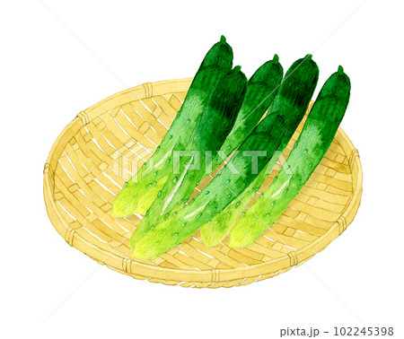竹ざるに乗ったきゅうり　野菜の手描き水彩イラスト素材 102245398