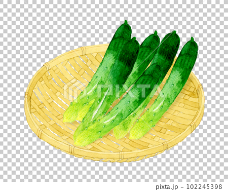 竹ざるに乗ったきゅうり　野菜の手描き水彩イラスト素材 102245398