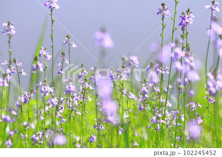 満開の松葉海蘭（マツバウンラン）　 102245452