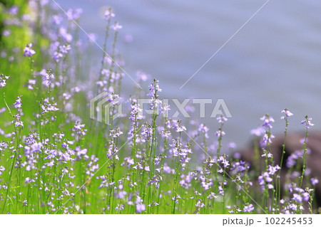 満開の松葉海蘭（マツバウンラン）　 102245453