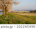 夕方の桜 102245490