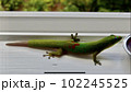 ヤモリ（Gekko)ハワイ島の幸運を呼ぶ守り神 102245525