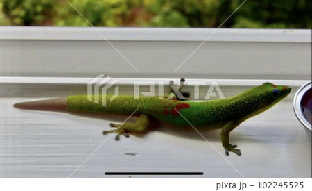 ヤモリ（Gekko)ハワイ島の幸運を呼ぶ守り神 102245525