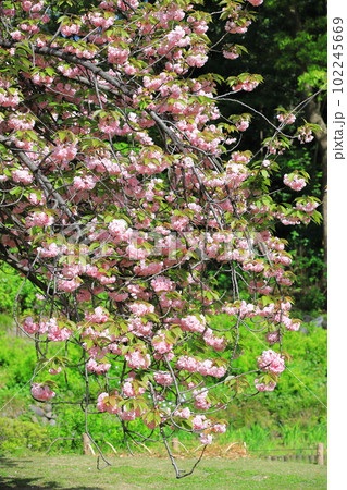満開の八重桜　「関山」 102245669