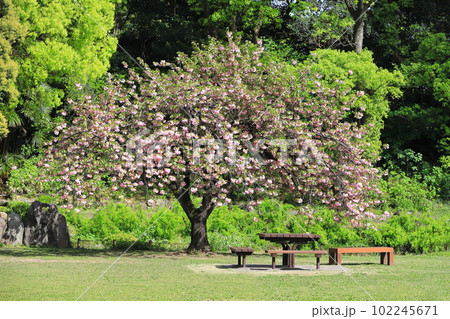 満開の八重桜 「関山」 満開の八重桜 「関山」 102245671