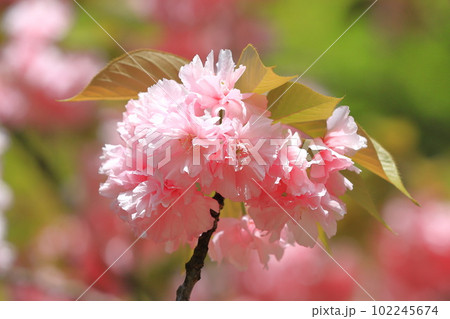 満開の八重桜　「関山」 102245674