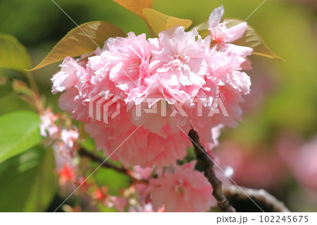 満開の八重桜　「関山」 102245675
