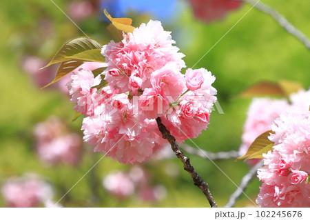 満開の八重桜 「関山」 満開の八重桜 「関山」 102245676