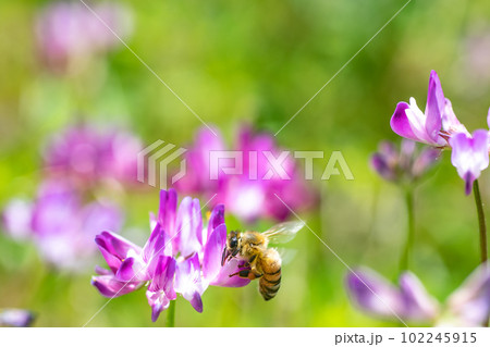レンゲ畑のミツバチ　蜜蜂　レンゲソウ　蓮華草　ハチミツ　花　5月　季節　畜産　ビジネス　養蜂 102245915