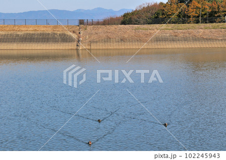 奈良県 二上山の麓にある県指定遺跡の鳥谷口古墳の近くにある大池 鴨が迫ってくる 奈良県 二上山の麓にある県指定遺跡の鳥谷口古墳の近くにある大池 鴨が迫ってくる 102245943