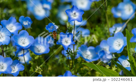 ネモフィラの花と蜜を集めるミツバチ ネモフィラの花と蜜を集めるミツバチ 102246061
