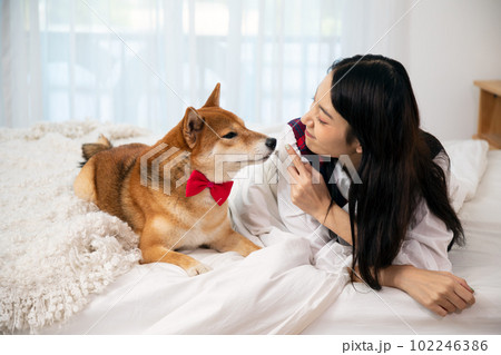 Young pretty Asian woman lying and treating together with Brown Shiba inu dog smelling 102246386