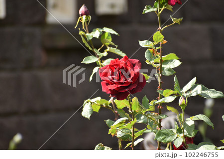 洋館の壁を背景に咲く赤いバラ 洋館の壁を背景に咲く赤いバラ 102246755