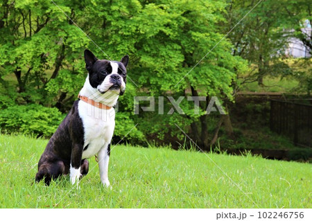 ゆずの里毛呂山町総合公園の緑の芝生に座って見つめるボストンテリアのマイティ君♡ ゆずの里毛呂山町総合公園の緑の芝生に座って見つめるボストンテリアのマイティ君♡ 102246756