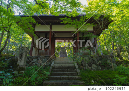 京都の絶景 新緑の常寂光寺 京都の絶景 新緑の常寂光寺 102246953