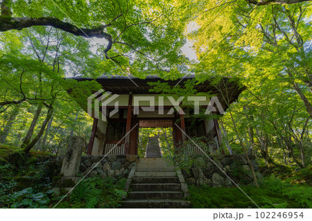京都の絶景　新緑の常寂光寺 102246954