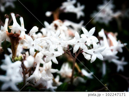 白い花びらの山野草 102247171