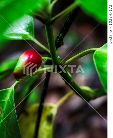 雨雫に濡れた野草の実 102247172