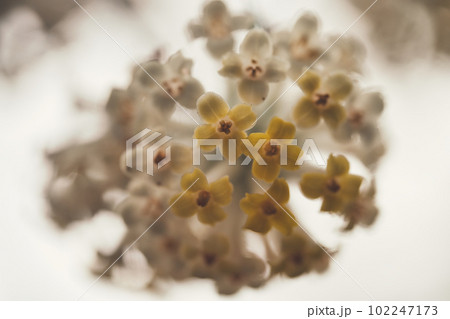 ミツマタの花 102247173