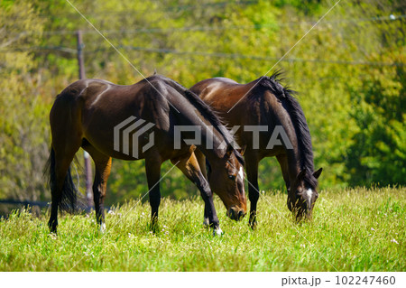 引退後の2頭の競走馬 引退後の2頭の競走馬 102247460