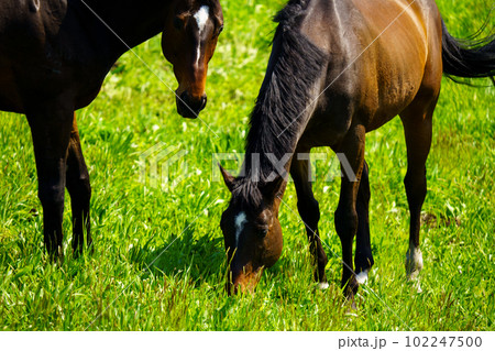 引退後の2頭の競走馬 引退後の2頭の競走馬 102247500