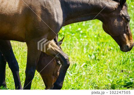 引退後の2頭の競走馬 引退後の2頭の競走馬 102247505