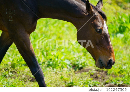 引退後の2頭の競走馬 引退後の2頭の競走馬 102247506