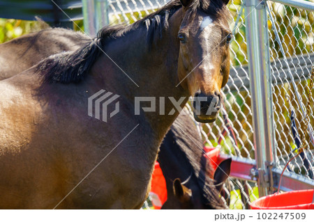 引退後の2頭の競走馬 引退後の2頭の競走馬 102247509