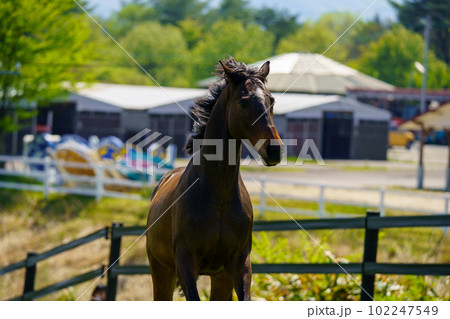 引退後の2頭の競走馬 引退後の2頭の競走馬 102247549