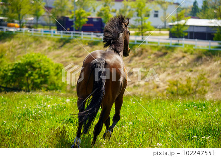 引退後の2頭の競走馬 102247551