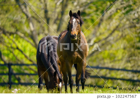 引退後の2頭の競走馬 引退後の2頭の競走馬 102247567