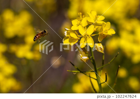 菜の花畑　信州 102247624