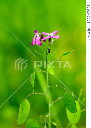 銀扇草(ぎんせんそう)の紫花 銀扇草(ぎんせんそう)の紫花 102247698
