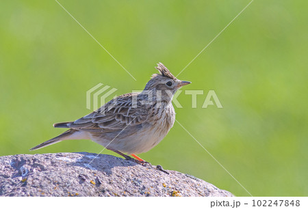 The Eurasian skylark - Alauda arvensis is a passerine bird in the lark family, Alaudidae 102247848