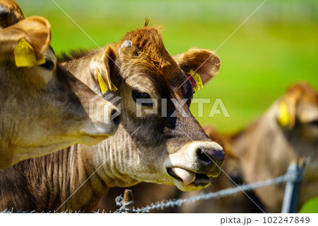 蒜山のジャージー牛 蒜山のジャージー牛 102247849