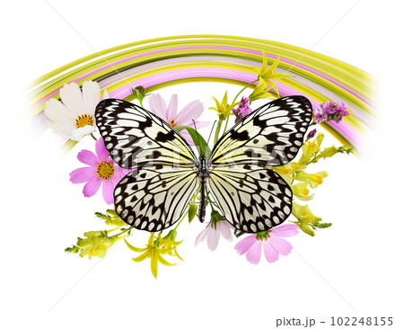 Butterfly and summer flowers in a beautiful arrangement isolated Butterfly and summer flowers in a beautiful arrangement isolated 102248155