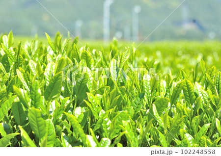 静岡市松野のお茶畑の風景 102248558