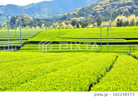 静岡市松野のお茶畑の風景 静岡市松野のお茶畑の風景 102248573