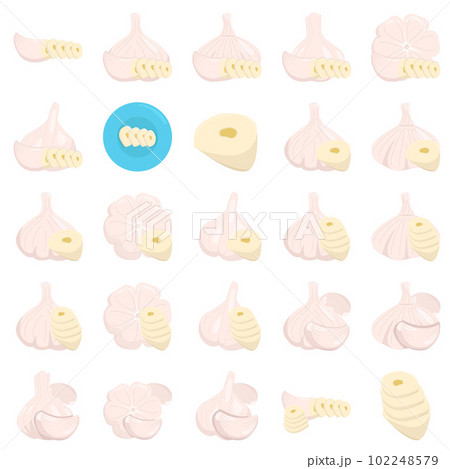 Illustration of garlic 102248579
