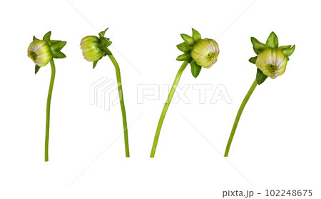 Set of dahlia buds isolated Set of dahlia buds isolated 102248675