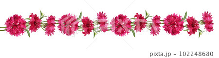 Red knapweed flowers in a line floral arrangement isolated 102248680