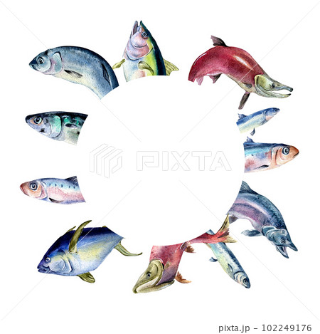 Frame of various fresh sea fish watercolor illustration isolated on white. Wild fish, tuna, salmon, herring, anchovy hand drawn. Design element for cookbook, signboard, menu, market, packaging Frame of various fresh sea fish watercolor illustration isolated on white. Wild fish, tuna, salmon, herring, anchovy hand drawn. Design element for cookbook, signboard, menu, market, packaging 102249176
