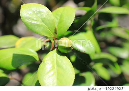 まあるいツバキの実　 102249224