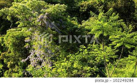 神奈川県三浦市小網代の森(春・初夏) 神奈川県三浦市小網代の森(春・初夏) 102249284