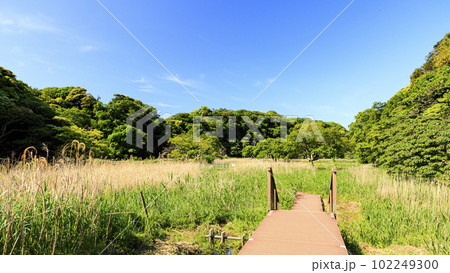 神奈川県三浦市小網代の森(春・初夏) 神奈川県三浦市小網代の森(春・初夏) 102249300