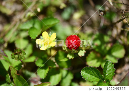 ヘビイチゴ（蛇苺）の花と果実 102249325