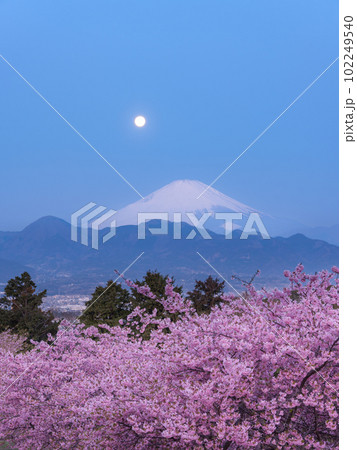 神奈川_河津桜とパール富士の絶景風景 神奈川_河津桜とパール富士の絶景風景 102249540