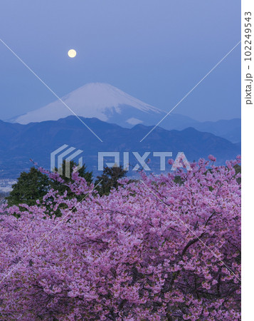 神奈川_河津桜とパール富士の絶景風景 102249543