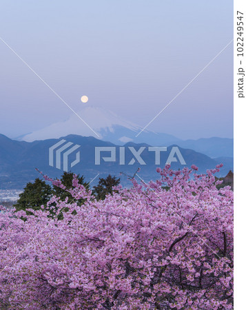 神奈川_河津桜とパール富士の絶景風景 102249547