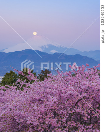 神奈川_河津桜とパール富士の絶景風景 神奈川_河津桜とパール富士の絶景風景 102249552
